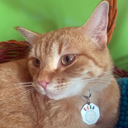 pets_ginger01